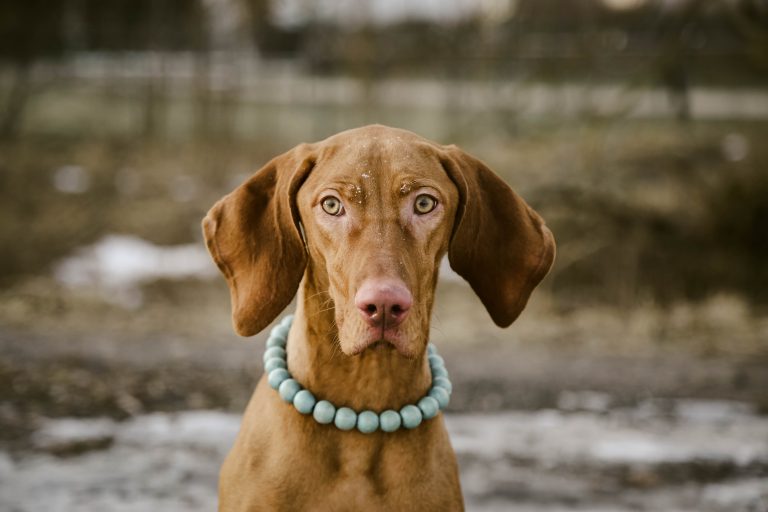 image of brown dog staring straight at the camera, with a collar on that looks like a necklace of large green beads